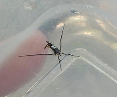 Rheumatobates hungerfordi