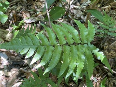 Diplazium mettenianum