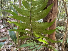 Diplazium mettenianum