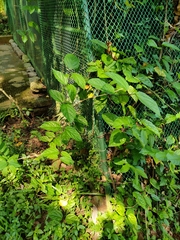 Clerodendrum splendens
