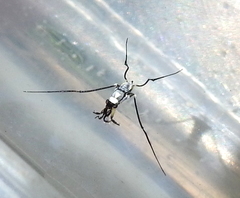 Rheumatobates hungerfordi