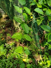 Clerodendrum splendens