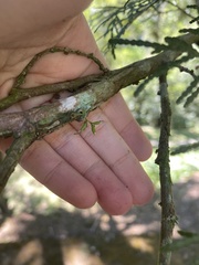 Taeniophyllum complanatum