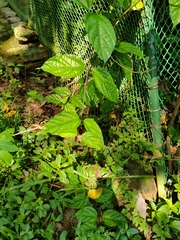 Clerodendrum splendens