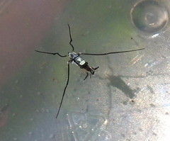 Rheumatobates hungerfordi