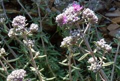 Teucrium capitatum majoricum