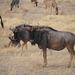 Blue Wildebeest - Photo (c) Livio Rey, some rights reserved (CC BY-NC)