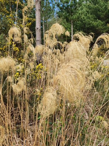 Image of Miscanthus nepalensis by (c) Kate McAlpine, some rights reserved (CC BY)