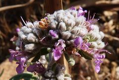 Teucrium capitatum majoricum