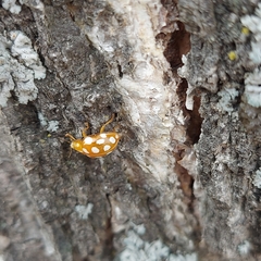 Halyzia sedecimguttata