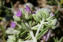 Teucrium capitatum majoricum