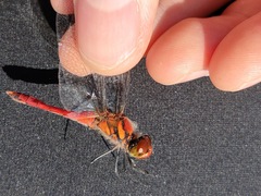 Sympetrum darwinianum