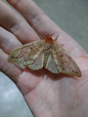 Lechriolepis nigrivenis