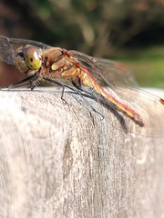 Sympetrum frequens
