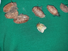 Lechriolepis nigrivenis