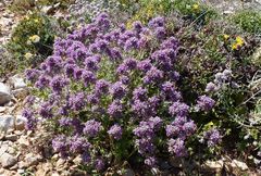 Teucrium capitatum majoricum