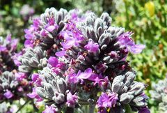 Teucrium capitatum majoricum