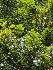 Terminalia chebula
