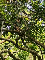 Terminalia chebula