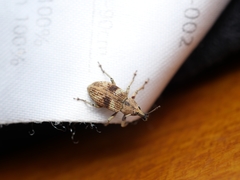 Phytoscaphus triangularis