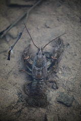 Austropotamobius torrentium