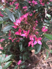 Boronia fraseri