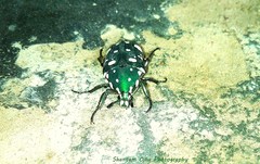 Protaetia alboguttata