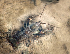 Austropotamobius torrentium