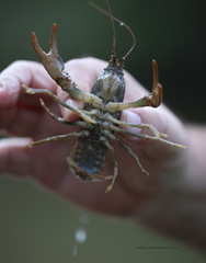 Austropotamobius torrentium