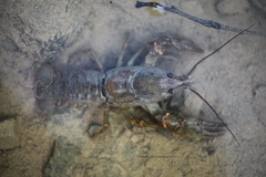 Austropotamobius torrentium