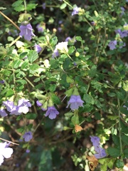 Prostanthera violacea