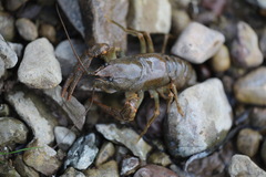 Austropotamobius torrentium