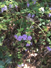 Prostanthera violacea