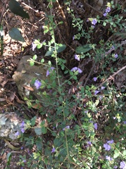 Prostanthera violacea