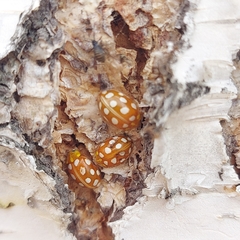 Halyzia sedecimguttata