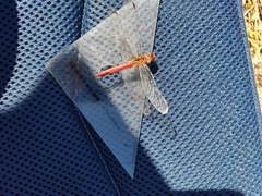 Sympetrum darwinianum