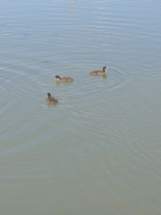Fulica atra australis