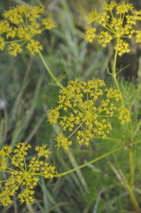 Ferula caspica