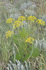 Ferula caspica