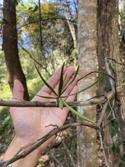 Thrixspermum formosanum