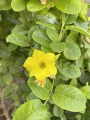 Pentalinon