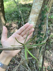 Thrixspermum formosanum