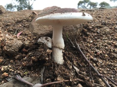Amanita farinacea