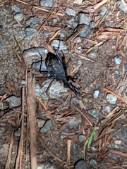 Scaphinotus angusticollis