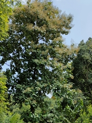 Tectona grandis