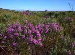 Indigofera sulcata