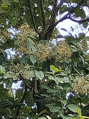 Tectona grandis