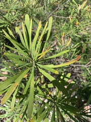 Banksia collina