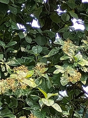 Tectona grandis