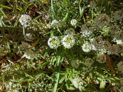 Lobularia maritima